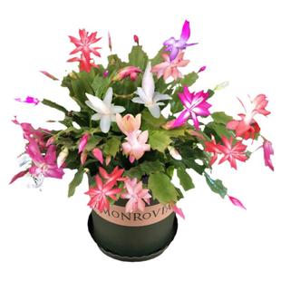 蟹爪兰盆栽带花苞带盆多色重瓣新品花卉植物室内螃蟹抓花室内花卉