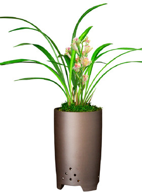 正品浓香型室内好养易活观花植物