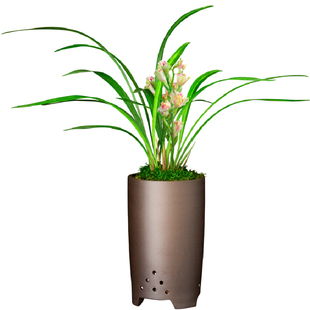 建兰兰花四季彩云追月浓香花卉盆景盆栽土绿植带草植物花苞名贵苗