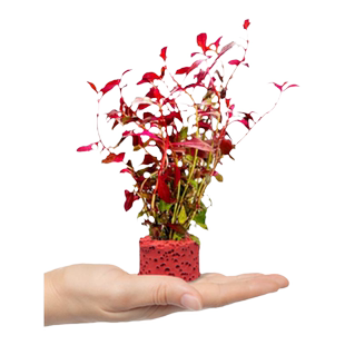 水草植物鱼缸造景真草水培蜈蚣草阴性净水培菌定植水榕新手全套餐