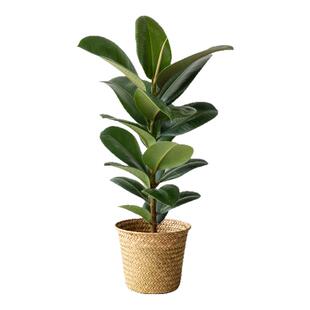 绿金刚橡皮树客厅盆栽ins北欧风植物室内绿植办公室好养盆景四季