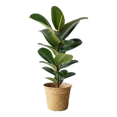 绿金刚橡皮树客厅盆栽北欧风植物