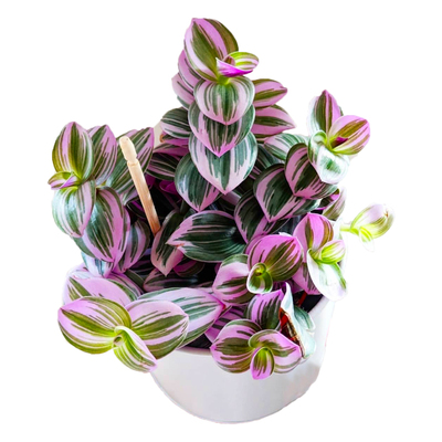 绿植进口紫色超好养油画婚礼吊兰