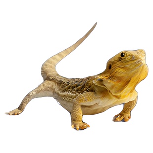 爬宠躲避洞穴乌龟晒台蜥蜴守宫躲避屋蝎子蜘蛛爬虫造景树皮洞爬台