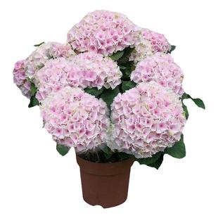 绣球花苗大花无尽夏四季绣球盆栽绿植带花庭院好养花卉植物室内花