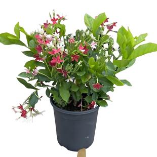 使君子盆栽花苗爬藤植物重瓣花卉庭院阳台花卉室内花卉围墙水君子