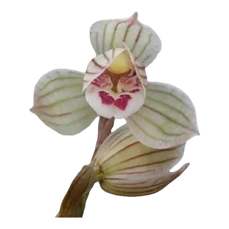 云南兰花荡山荷莲瓣老种自然苗庭院客厅室内绿植盆栽幽香花卉包邮
