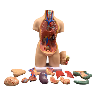 人体器官身体结构解剖模型医用仿真全身内脏拼装躯干解刨玩具教具