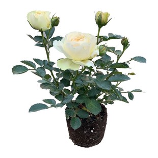 大花玫瑰花苗带花苞花卉绿植物盆栽月季蔷薇室内庭院阳台四季观花