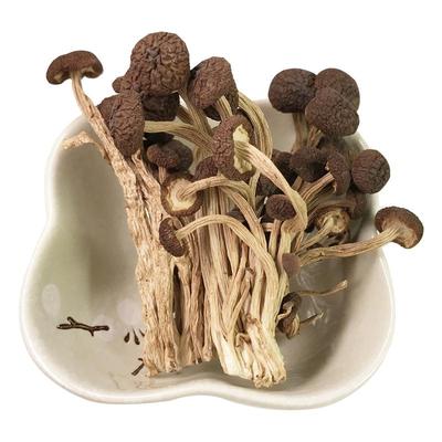 江西新鲜未开伞剪跟茶树菇干货