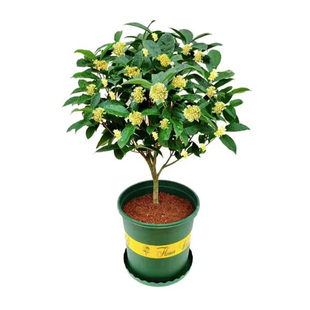 四季桂花盆栽老桩桂花树苗植物盆景室内懒人花卉浓香阳台庭院月桂
