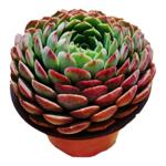 朱砂痣多肉植物趣味美观莲花座夏季易活多件组合搭配购买花卉绿植