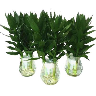 观音竹水培绿植盆栽水养植物室内