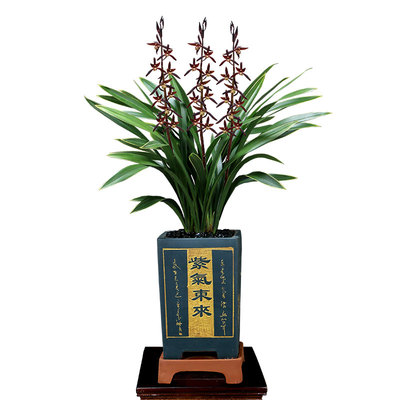 翁源兰花苗开花浓香型新手练手兰