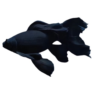 台湾纯种黑彗星蝴蝶鲤观赏鱼冷水精品长短尾黑墨蝶锦鲤自来水可养