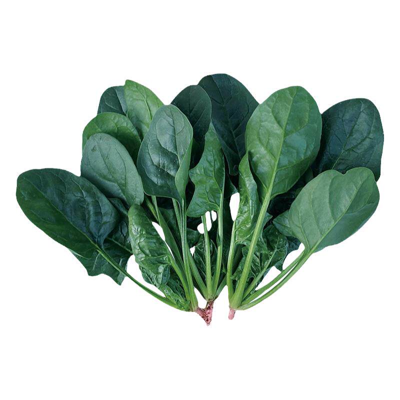 大叶菠菜种子种籽趴地肉菠菜种籽春夏秋冬四季耐热耐寒可越冬蔬菜