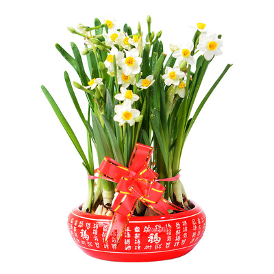 漳州水仙花种球冬季单瓣春节花