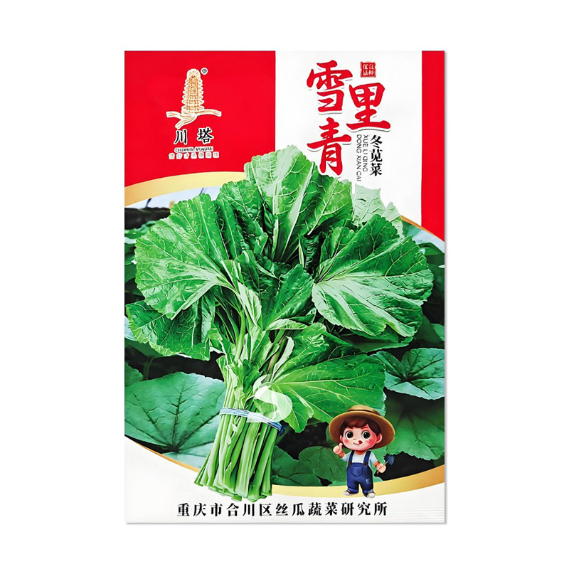川塔雪里青冬苋菜种子