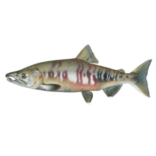 大马哈鱼国产冷冻无盐新鲜洄游淡水整条黑龙江佳木斯抚远东北特产