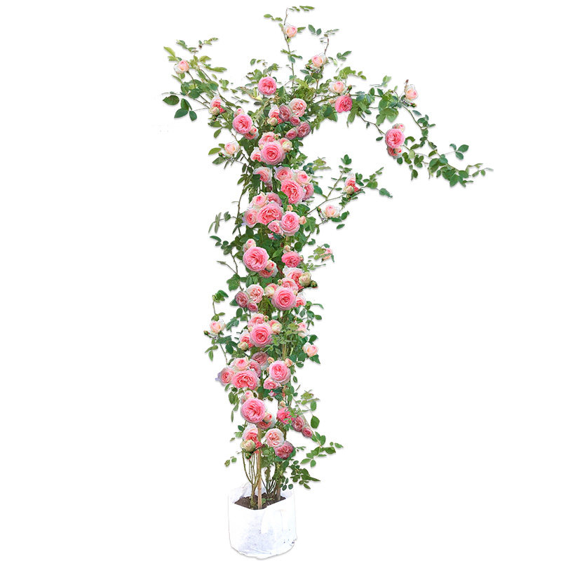 四季开花浓香大花藤蔓月季盆栽