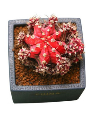 多肉植物室内阳台净化空气绿植盆