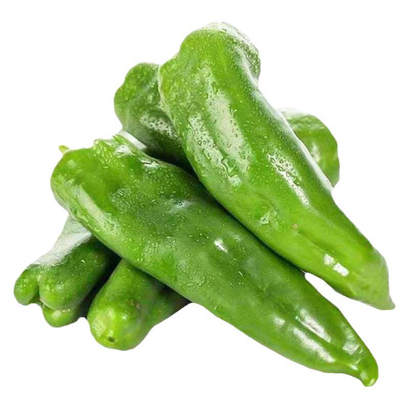 四季蔬菜苗特大牛角椒秧苗