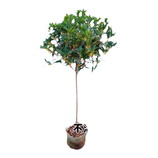 桂花树苗四季桂八月桂可食用浓香型单桂金桂盆栽室内阳台庭院盆栽