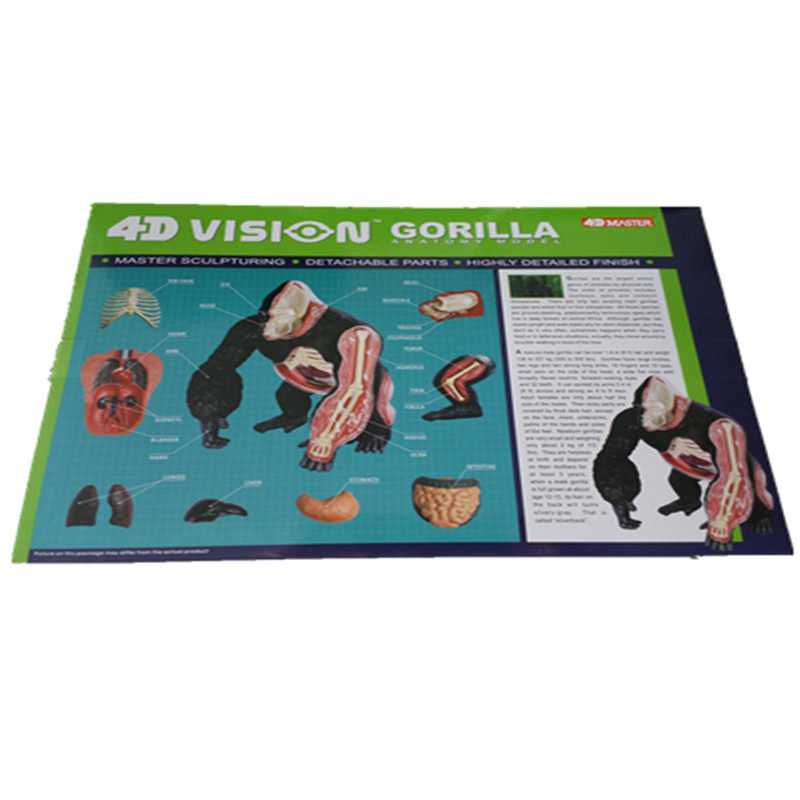 4D MASTER玩野生仿真动物模型银背大猩猩解剖拼装骨骼内脏实教具