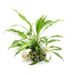 水下叶坨草新手懒人免种植入门级增氧中后景阴性草阳性草无需底沙