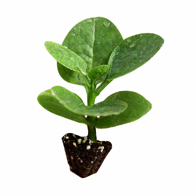 特大圆叶木耳菜苗秧种子豆腐菜四季好成活多茬采收蔬菜苗山东寿光