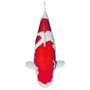 精品活体观赏鱼大型锦鲤活鱼淡水鱼纯血统大正红白三色孔雀龙凤苗