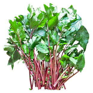 新鲜红艾草食用艾草叶珍珠菜艾叶煮鸡蛋姨妈量少月子调理带梗红艾