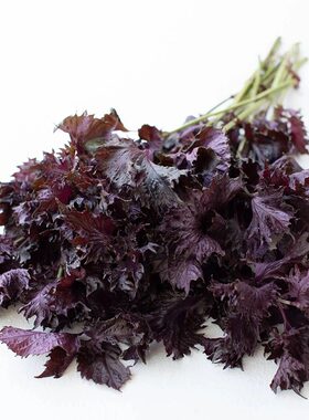 花叶紫苏种籽可食用紫苏