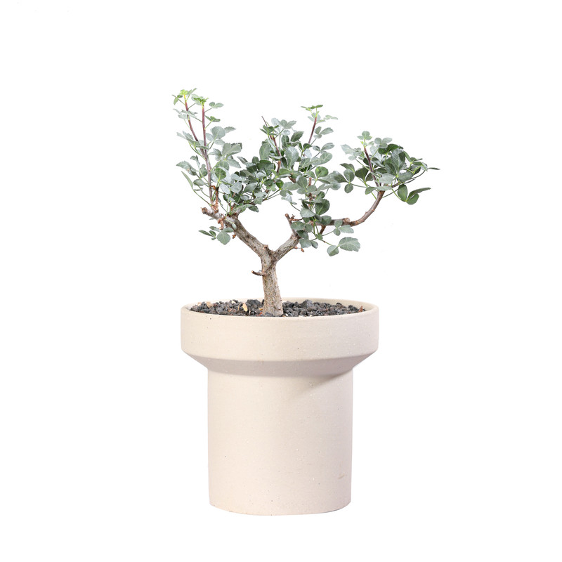 绒叶没药阳台盆栽芳香绿植盆景