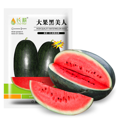 黑美人西瓜种子大果四季