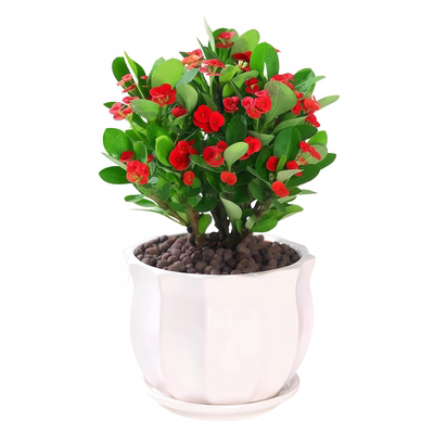 虎刺梅花卉盆栽易活植物室