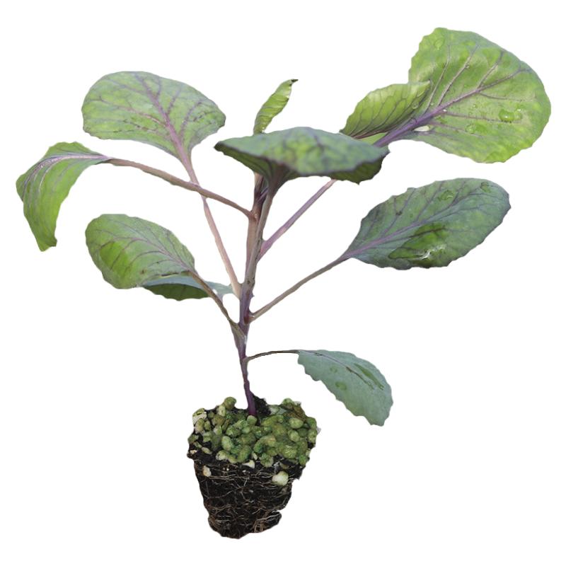 紫绿甘蓝秧苗包菜大白菜娃娃菜花菜西兰花牛心甘蓝芹菜生菜蔬菜苗
