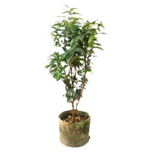 四季树葡萄嘉宝果树果苗沙巴艾斯卡红妃盆栽庭院盆栽种植嘉宝果树