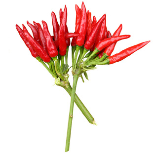 朝天椒种籽种子辣椒苗四季春季大全秧四季小米椒小米辣盆栽孑秧苗