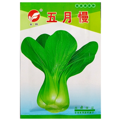 五月慢青菜种子青梗耐抽苔