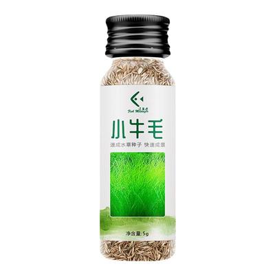 匠鱼者水草种子造景鱼缸