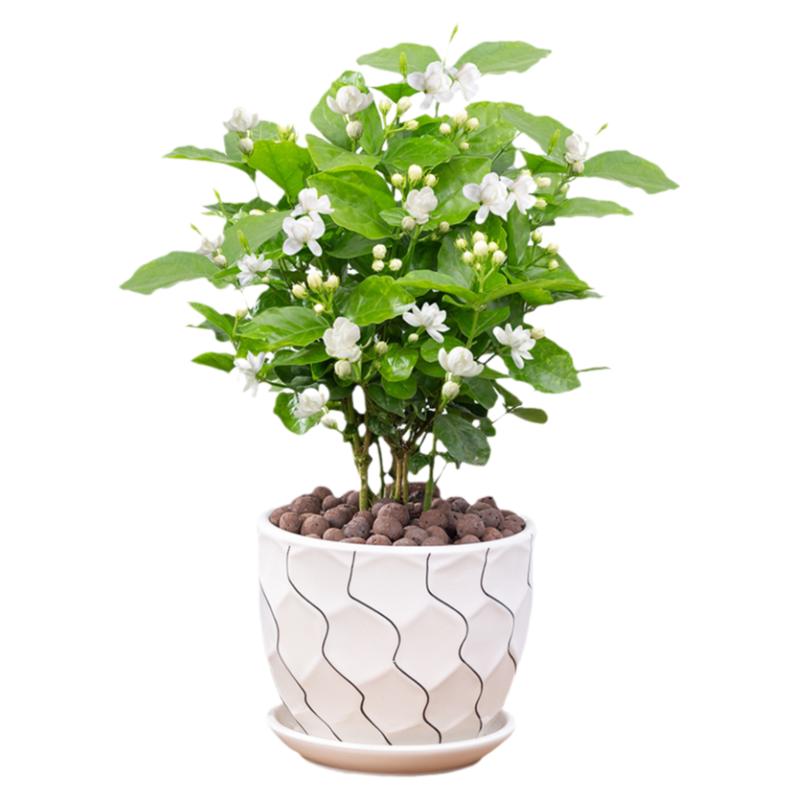 茉莉花盆栽四季室内阳台