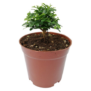 细叶达摩九里香小绿植盆景水陆缸微景观造景配材小叶赤楠好养盆栽