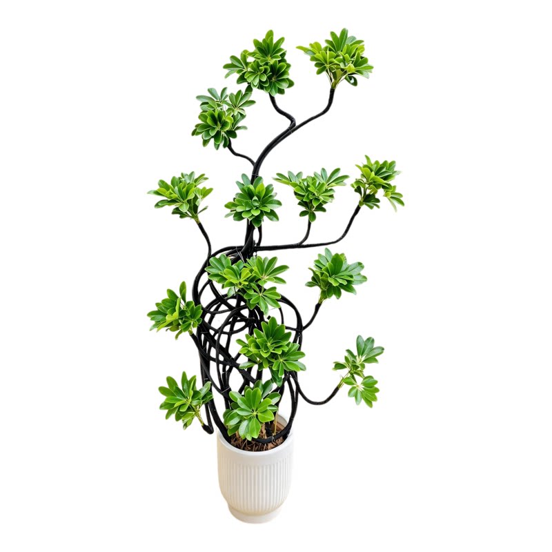造型鸭脚木大型室内绿植盆栽植物
