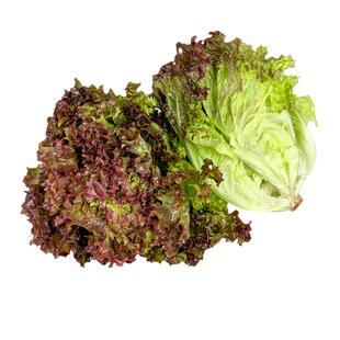 红叶生菜500g 罗沙红罗莎红紫叶生菜新鲜蔬菜西餐沙拉食材