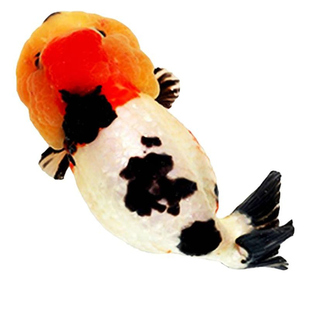 兰寿金鱼活鱼精品重墨奶牛小尾五花寿水墨寿红白兰寿黑寿好养包活