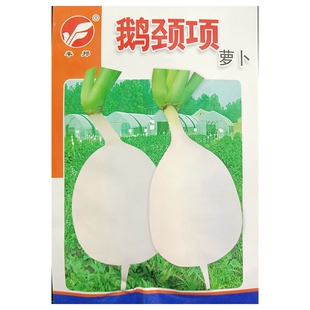 鹅颈项贼不偷萝卜种子80天埋头椭圆蛋型白罗卜白皮肉萝卜种籽15克
