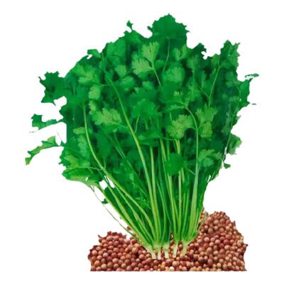 优质小叶老品种耐热四季阳台香菜