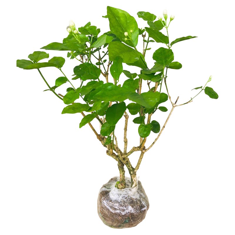 横县茉莉花苗盆栽苗老桩花卉浓香重瓣香水白茉莉花易成活开花不断