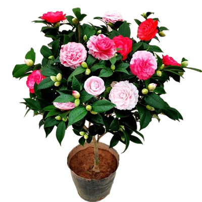 多色茶花树苗盆栽茶花五色赤丹